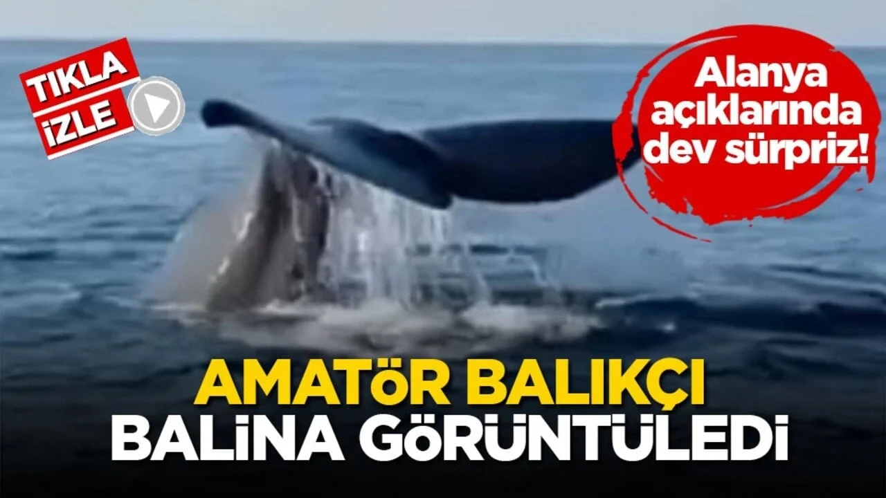 Alanya açıklarında dev sürpriz! Amatör balıkçı balina görüntüledi