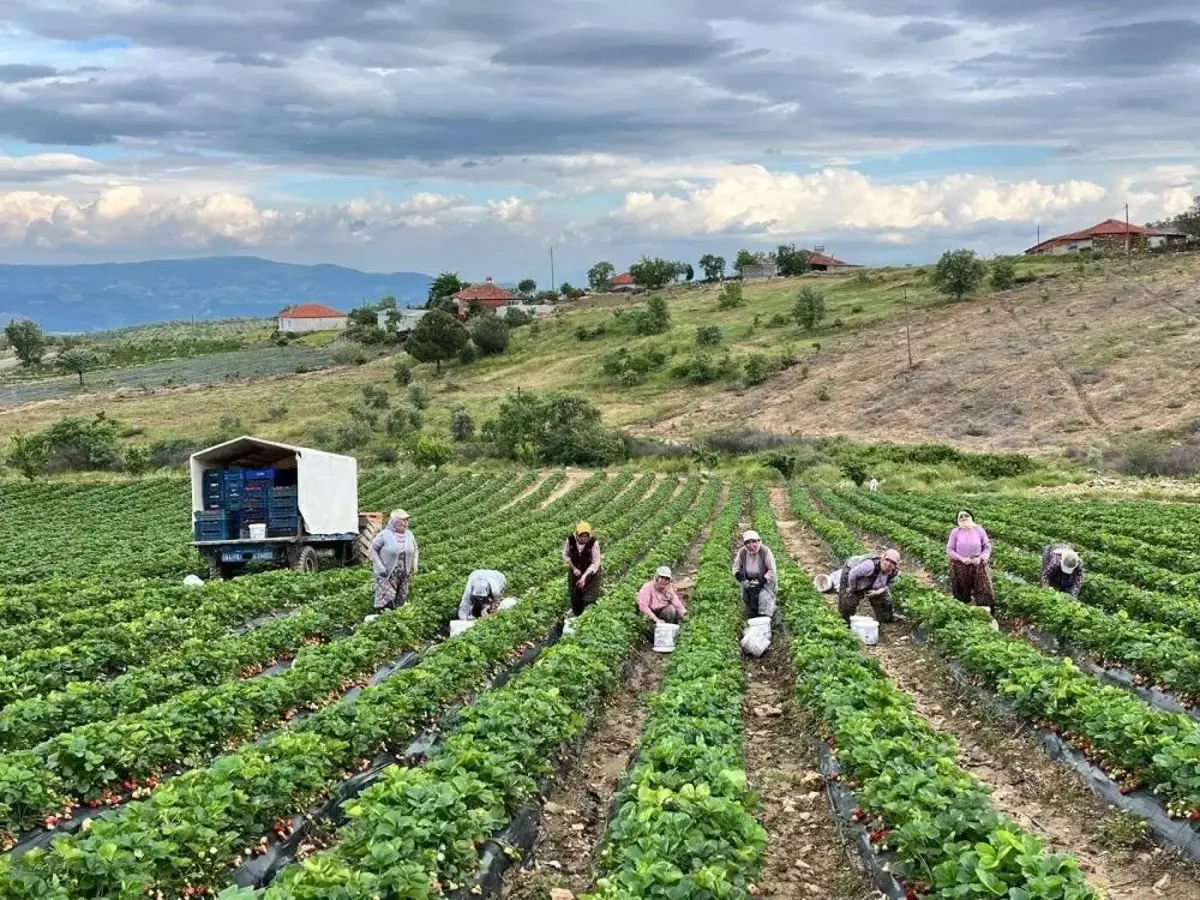 En meşhurlarından biri! Organik çilek ilgi odağı oldu