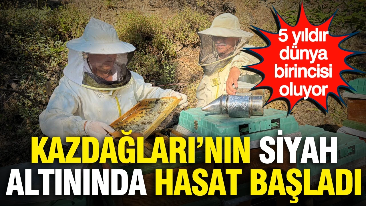 Kazdağları'nın siyah altınında hasat başladı: 5 yıldır dünya birincisi oluyor