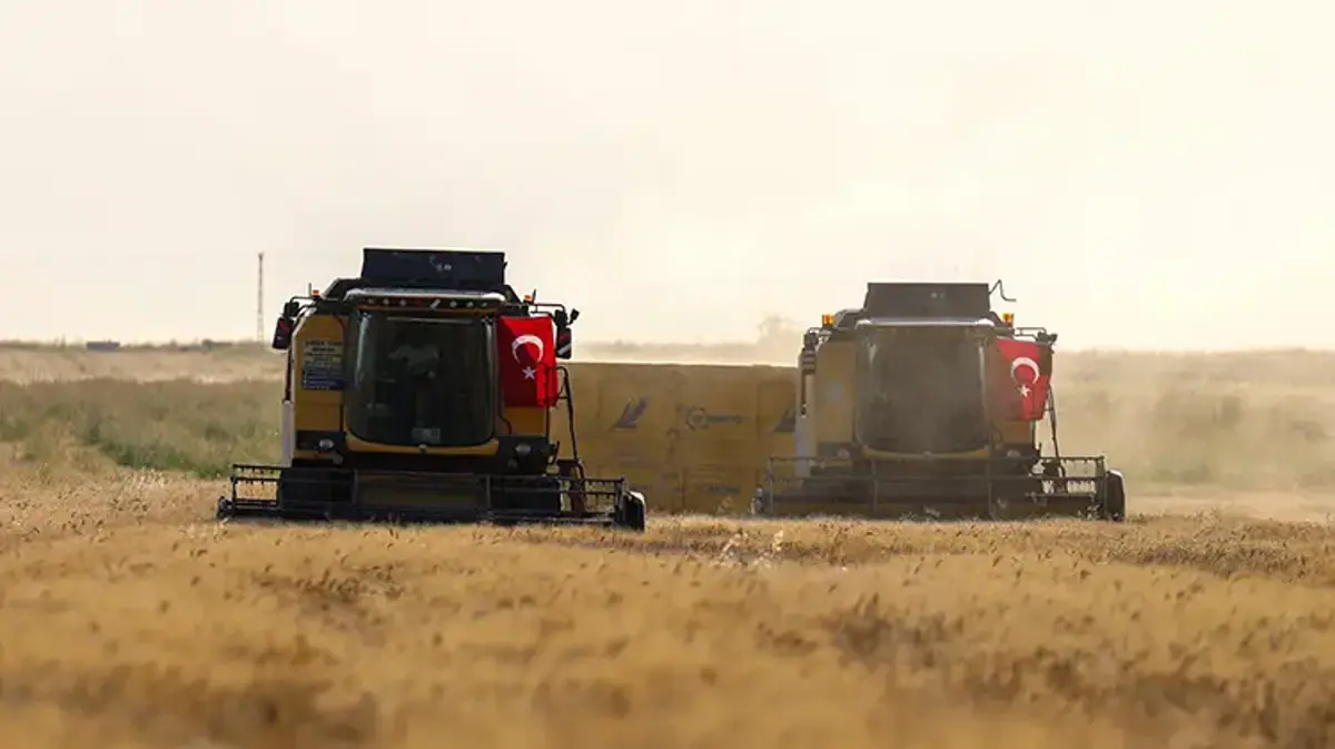 Mardin Ovası’nda buğday hasadı başladı: Dekarda 554 kilogramla 709 bin ton rekolte hedefleniyor!