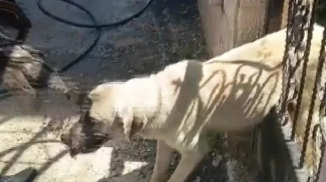 Demir kapıya sıkışan köpek için zamanla yarış: İtfaiye ekipleri seferber oldu