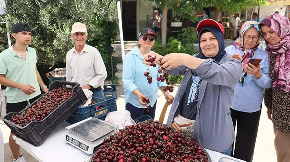Coğrafi İşaretli Çeribaşı kirazında 250 tonluk hasat şenliği başladı!