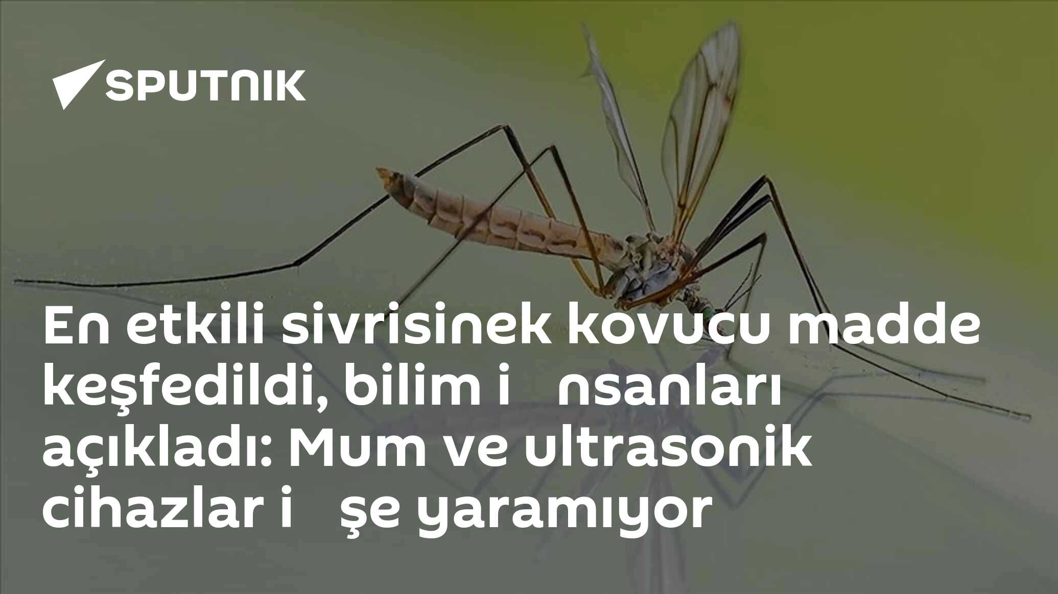 En etkili sivrisinek kovucu madde keşfedildi, bilim i̇nsanları açıkladı: Mum ve ultrasonik cihazlar i̇şe yaramıyor