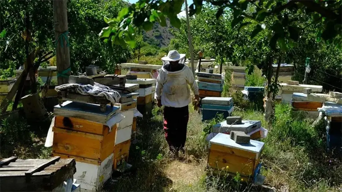 Ege ve Karadeniz’i bırakıp oraya akın ettiler! En kaliteli balın adresi belli oldu