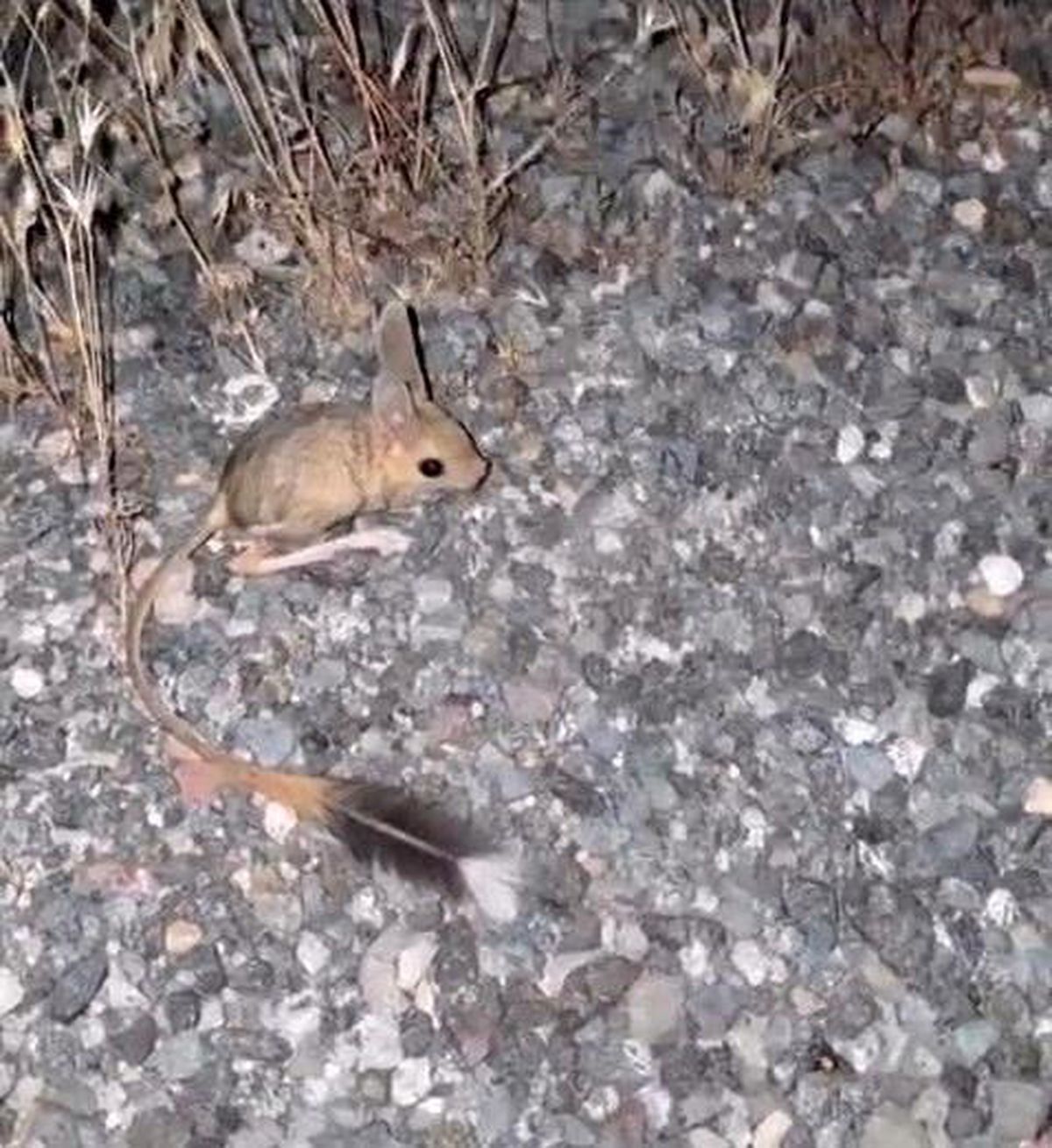 Elazığ'da Arap Tavşanı görüldü
