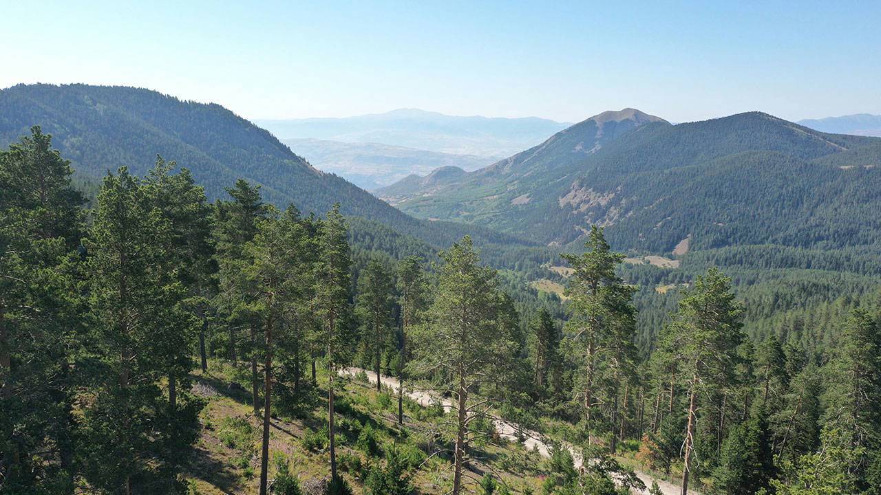 Pro-government media outlets are also among forest pests