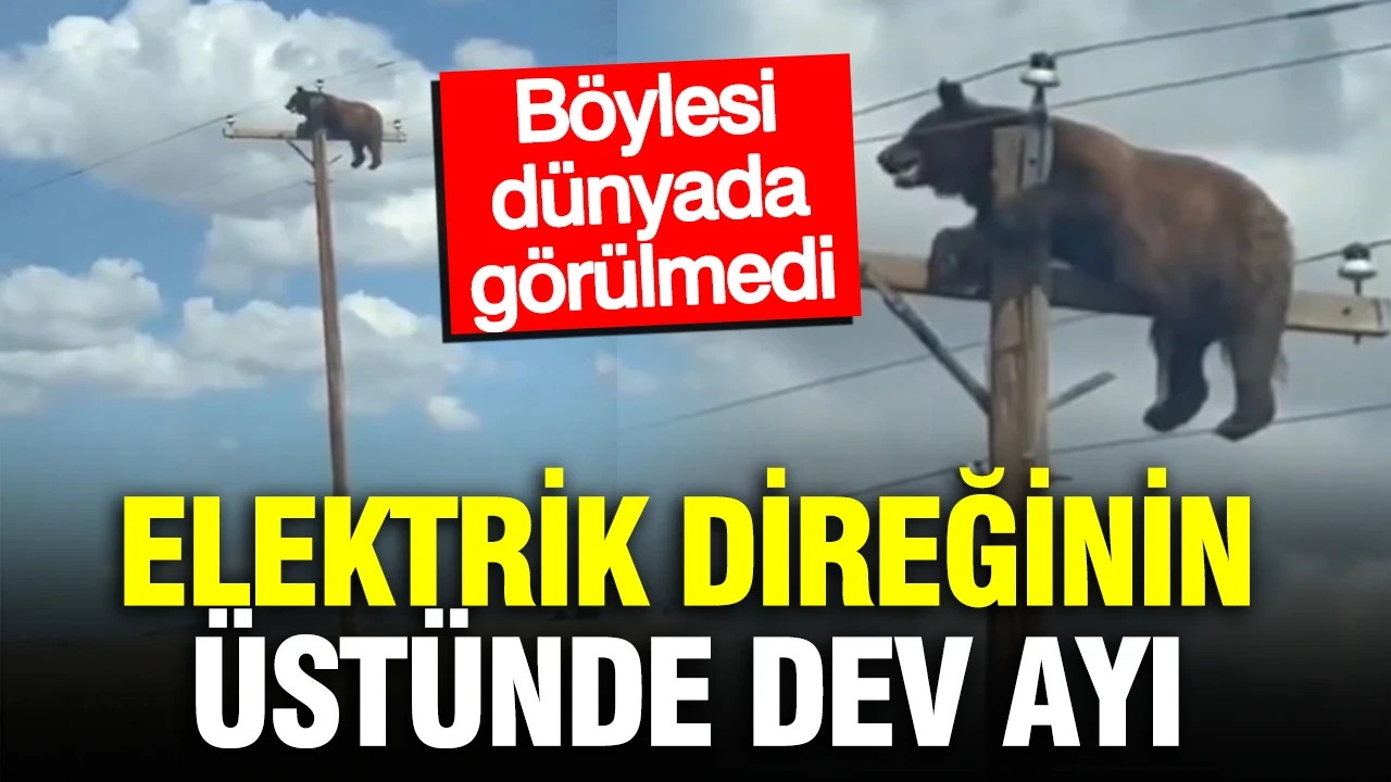 Elektrik direğinin üzerindeki ayıyı görenler inanamadı: Anbean kameraya yansıdı