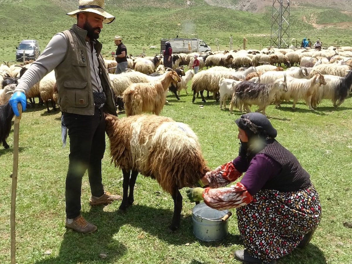 Hakkari'de yayla mesaisi başladı