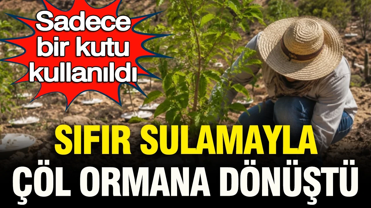 Sıfır sulamayla çöl ormana dönüştü: Yalnızca bir kutu kullanıldı