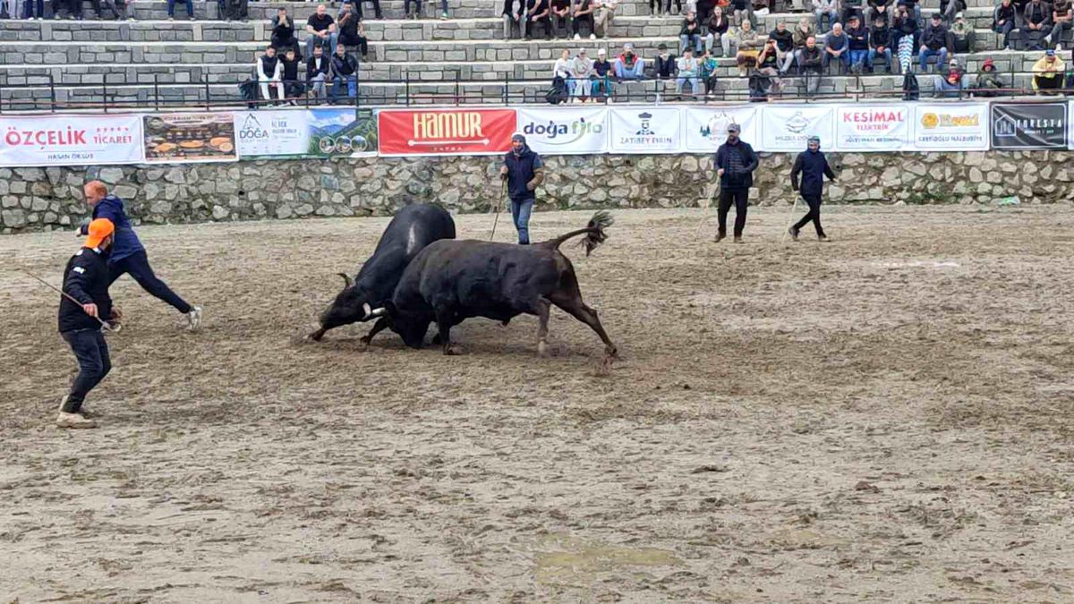 Ayder'de boğa güreşleri sağanak yağışa rağmen heyecanlı başladı