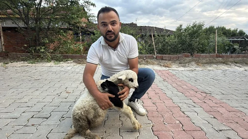 Tokat'ta ayağı kırılan kuzuya hem alçılı hem geleneksel tedavi | TOKAT HABERLERİ