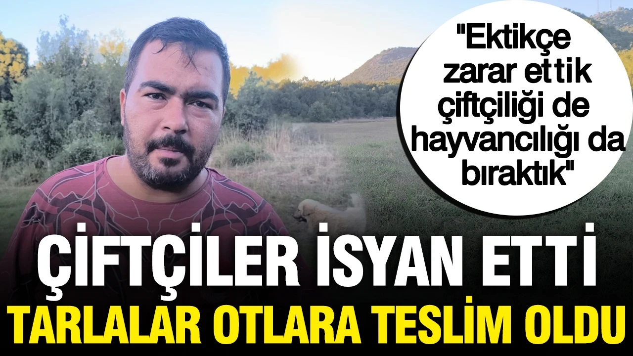 Yüksek maliyetler nedeniyle çiftçiler üretimi durdurdu: ''Ekmesem daha karlıyım''