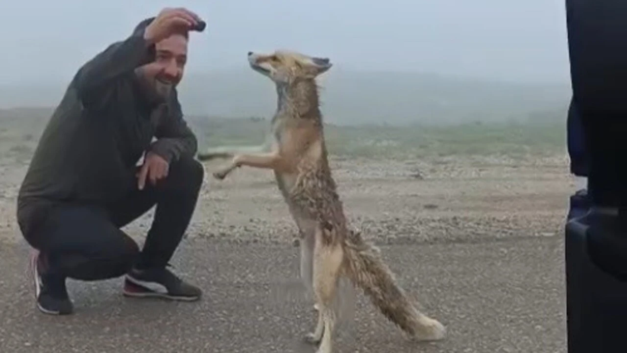 Yayla yolunda karşılaştıkları tilkiyi kekle beslediler: O anlar kamerada