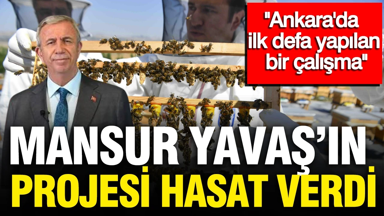 Mansur Yavaş'ın projesi ATA Çiftliği'nde ilk hasat yapıldı
