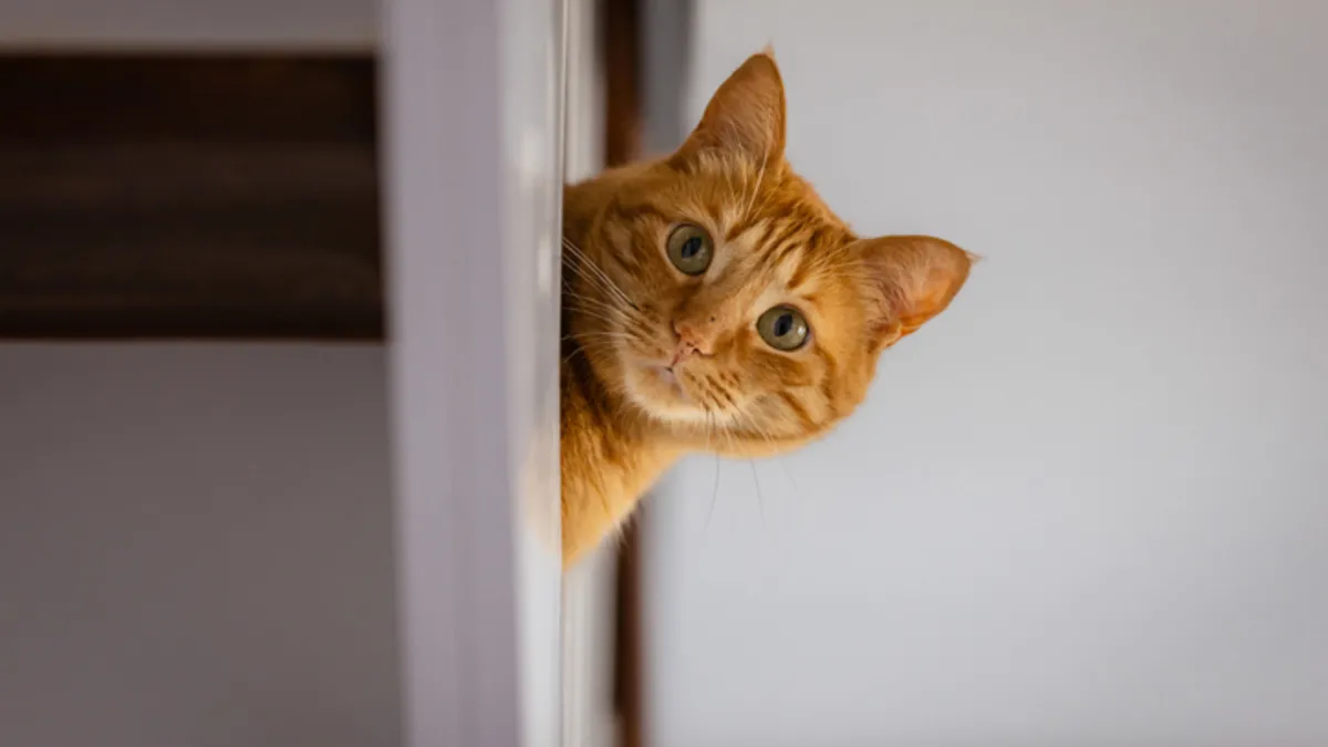 Kedinizin gerçek duygularını ortaya çıkaran 10 kedi sesi