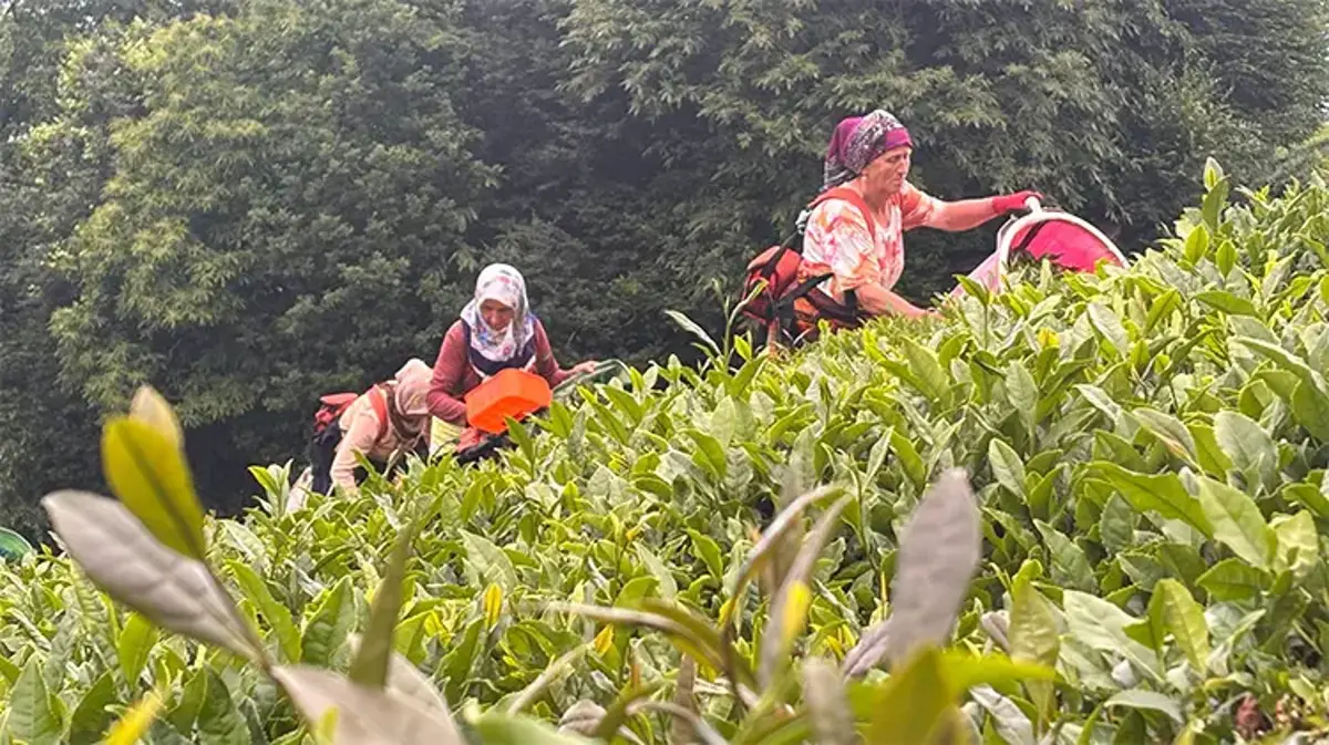 'Fındık yetişmiyor' dediler, dağı taşı yeşile boyadılar! Karadeniz'in yeşil altınında zorlu hasat kadınların sırtında....