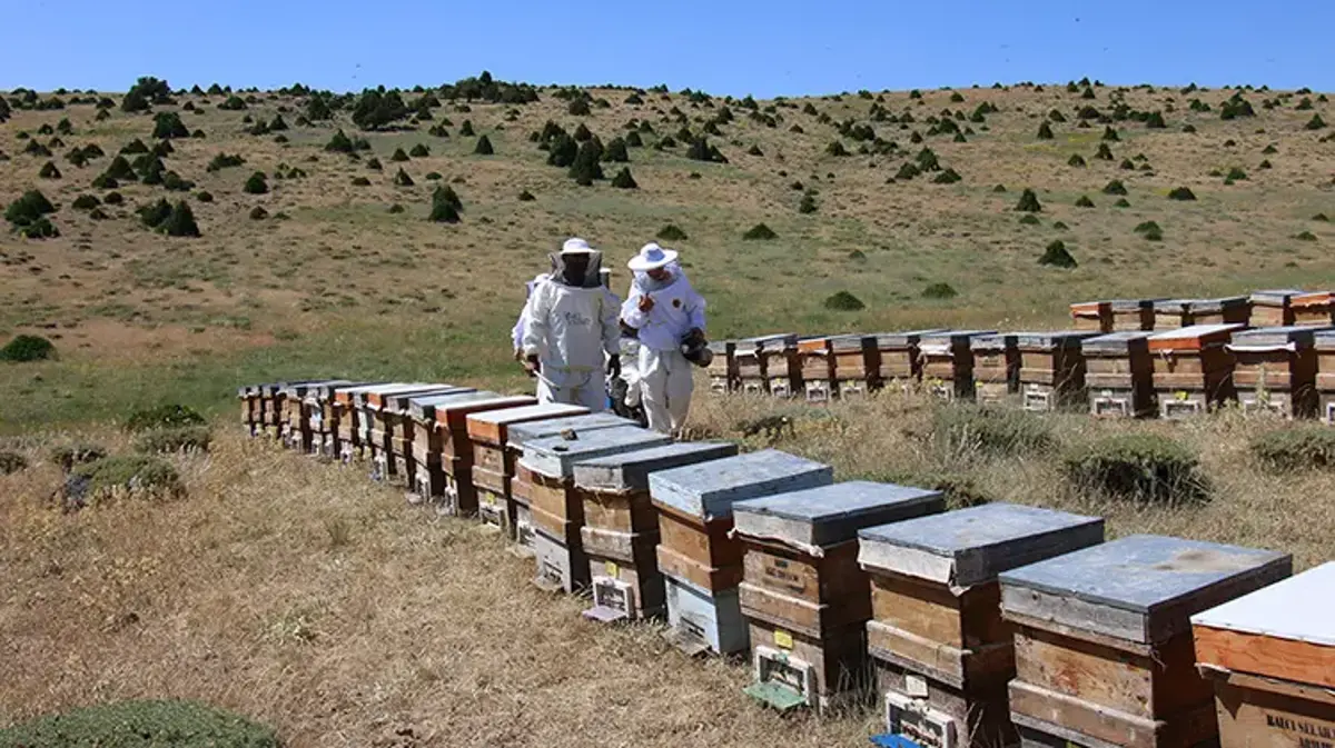Toroslar’ın 2 bin metredeki altın mirası: Mersin'de ödüllü bal hasadı başladı!