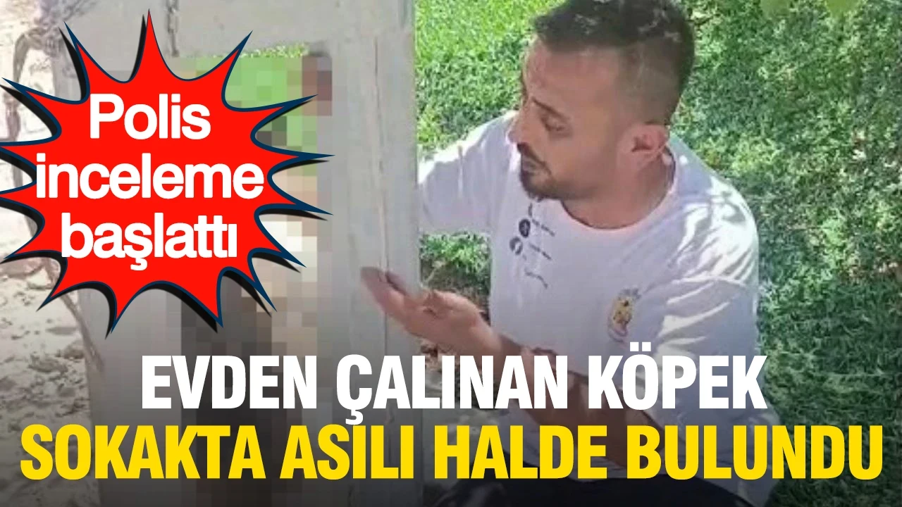 Evden çalınan köpek, asılı halde ölü bulundu: Polis soruşturma başlattı