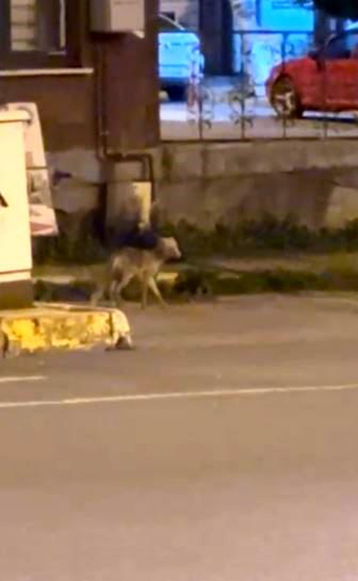 Ardahan'da gece şehre inen tilki kamerada