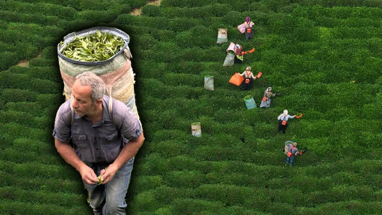 Karadeniz'in yeşil altınında hasat sürüyor! Son 26 yılın en verimli sezonu