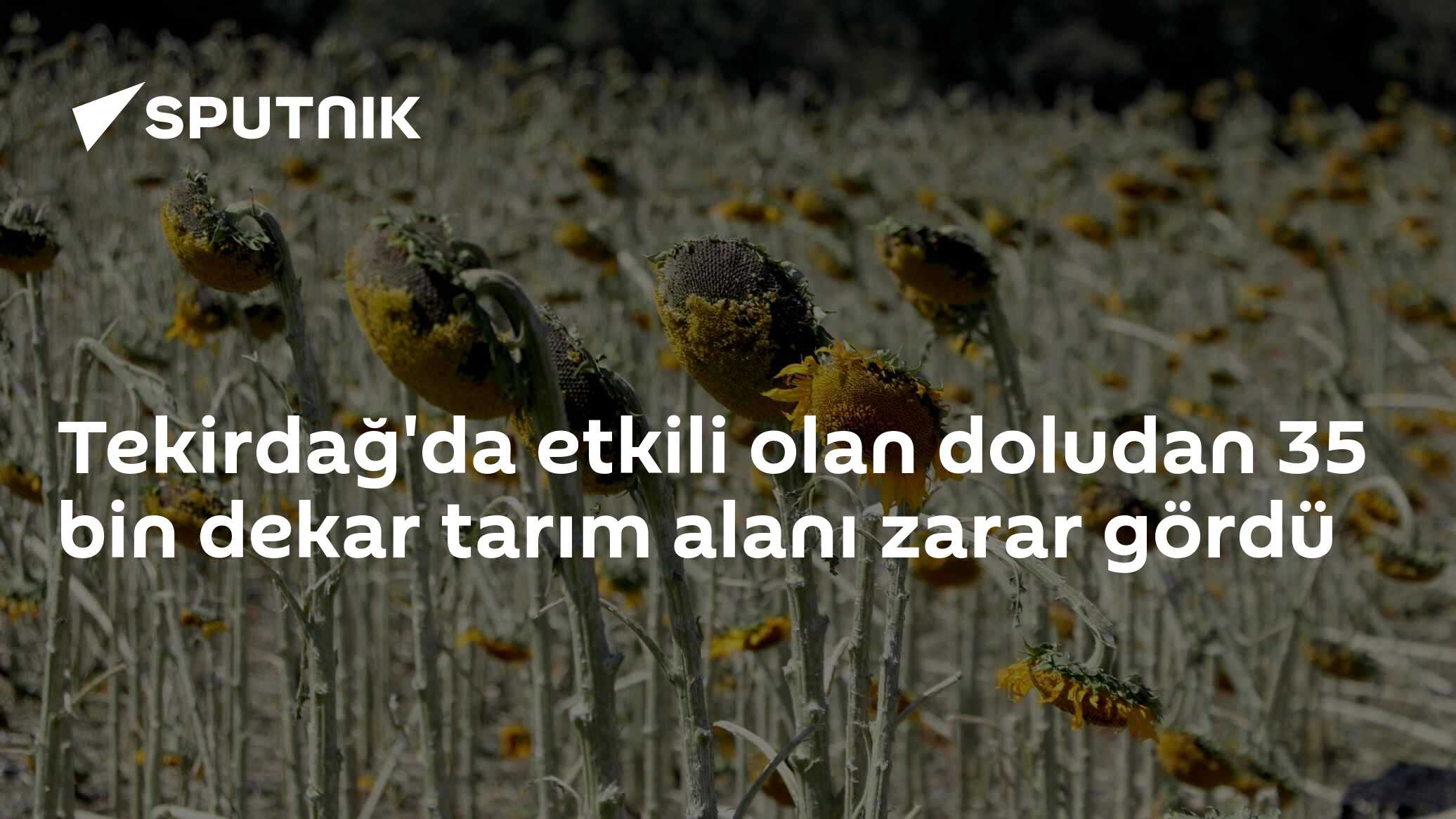 Tekirdağ'da etkili olan doludan 35 bin dekar tarım alanı zarar gördü