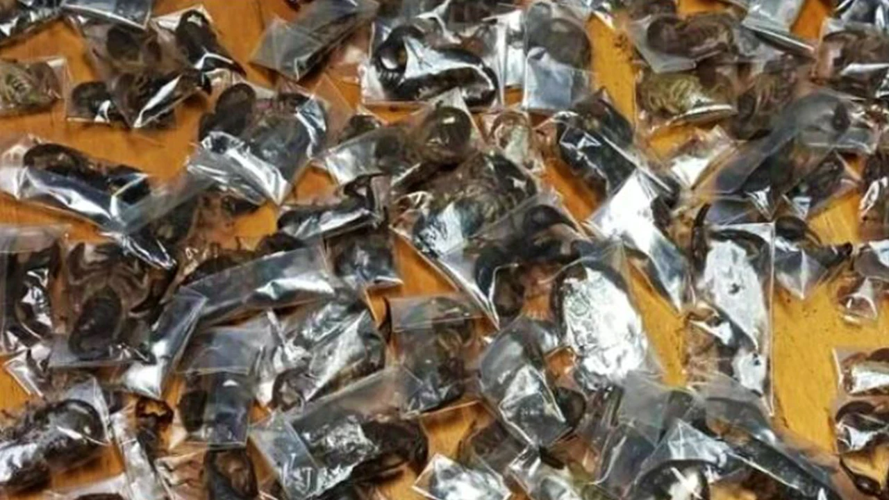 Havalimanında adamın valizinden zehirli 150 akrep çıktı: Şaşkına çeviren olay
