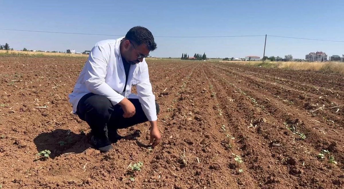 Hububat hasadıyla birlikte pamuk tarlalarını bekleyen tehlike