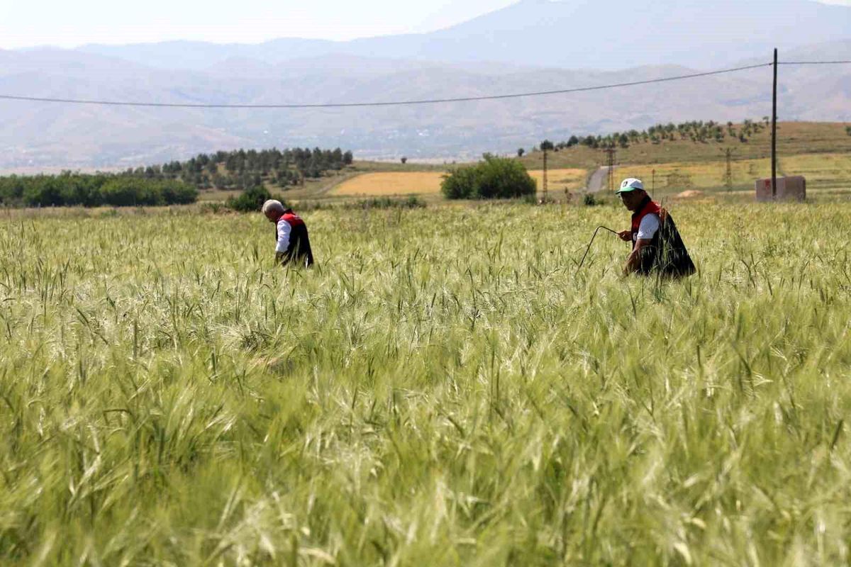 Elazığ'da süne sürveyi ve CBS çalışmaları sahada değerlendirildi