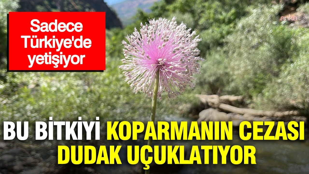 Sadece Türkiye'de yetişiyor: Bu bitkiyi koparmanın cezası dudak uçuklattı