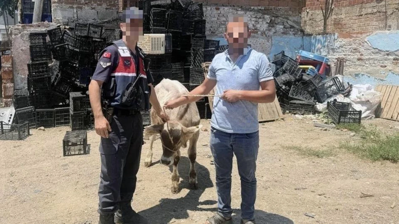İncirliova’da jandarmadan hızlı müdahale: Çalınan büyükbaş hayvan sahibine teslim edildi
