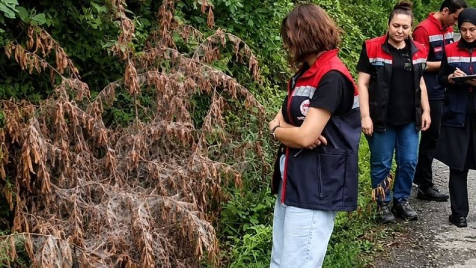 Rize'de tarım alanlarını istila eden Amerikan beyaz kelebeği ile mücadele başladı