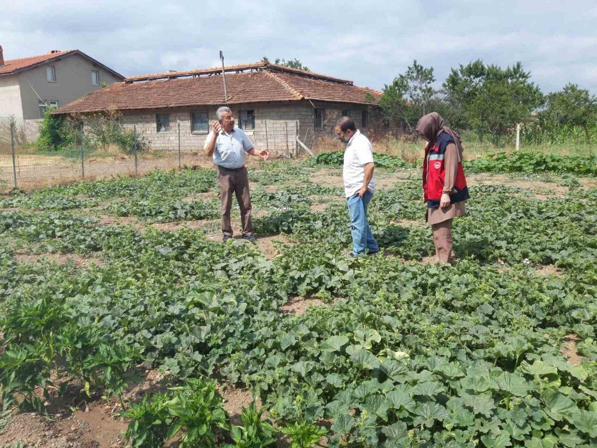 Tavşanlı'da Tarım ve Orman Müdürlüğü'nden Tarla ve Sera Denetimleri
