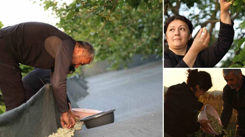 Asırlık lezzet tezgâhlarda: Evliya Çelebi'nin bile övdüğü lezzetin hasadı başladı