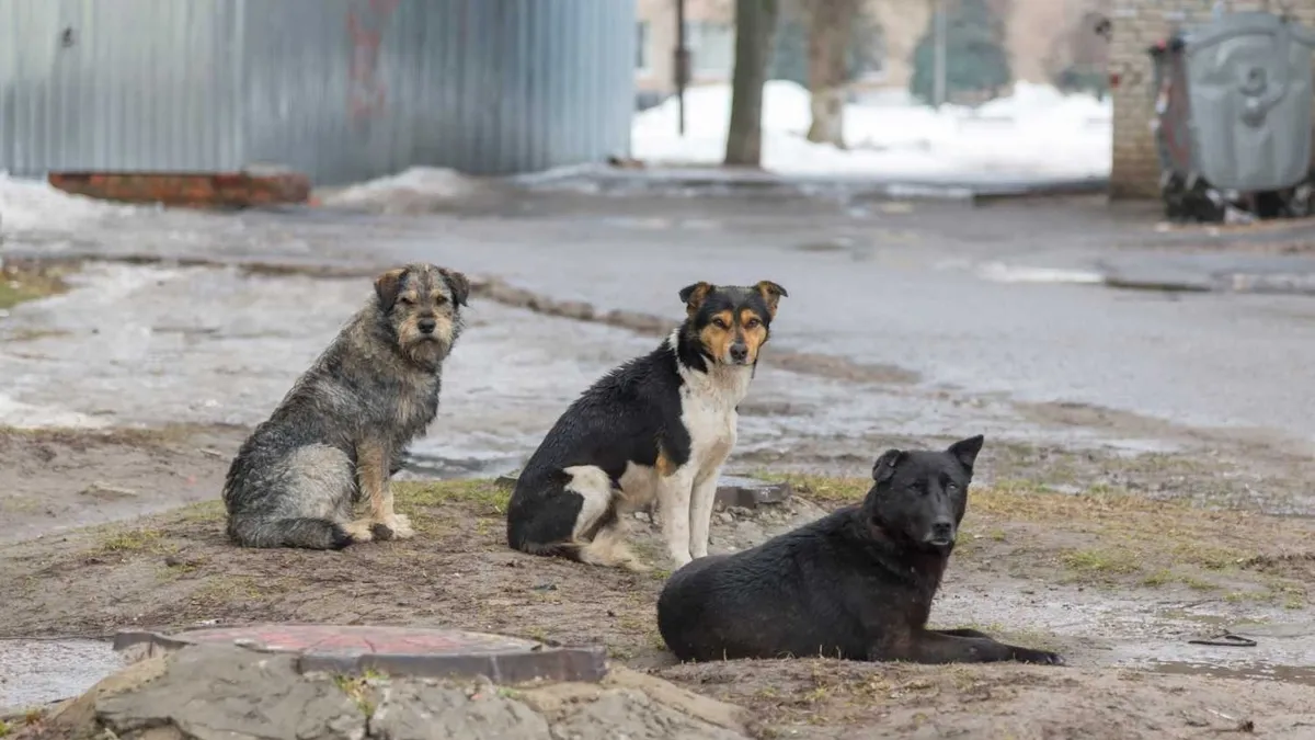 İstanbul'da yüzde 65'i tamam! Başıboş köpek sorunu tarih olacak: Tarih verildi