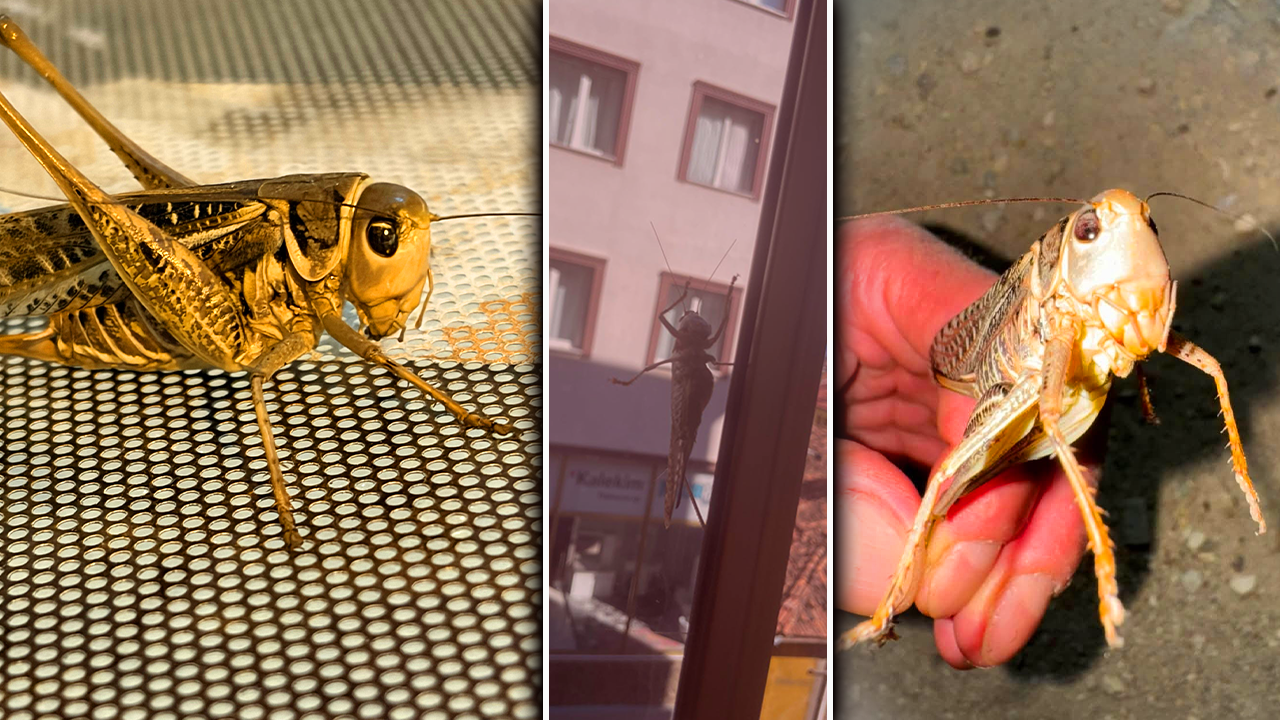 Ne istila ne de tehlike! İstanbul'daki çekirgelerin sırrı çözüldü! Paniğe son, tarih verildi: 1 ay içerisinde kaybolacaklar