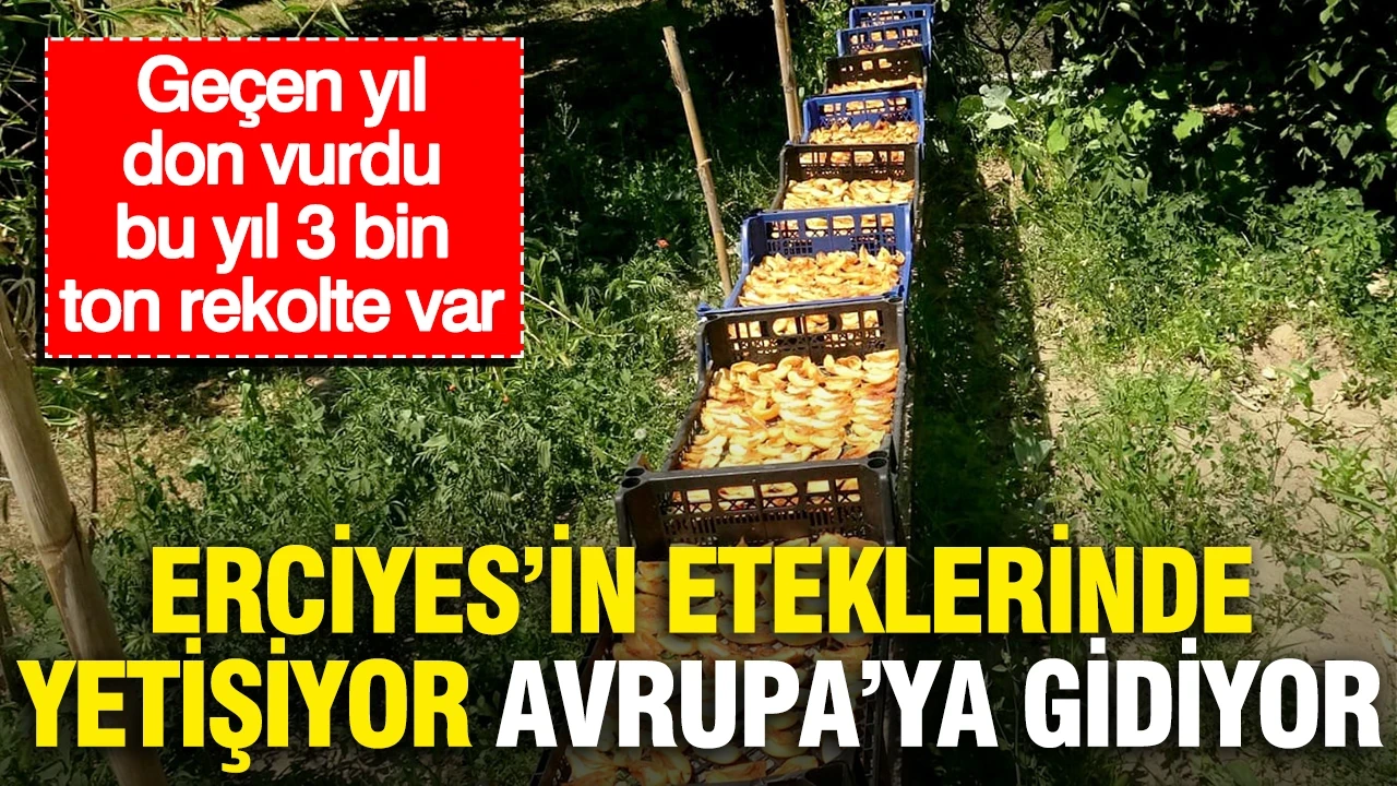 Erciyes'in eteklerinde yetişiyor, Avrupa'ya gidiyor: Geçen yıl don vurdu, bu yıl 3 bin ton bekleniyor