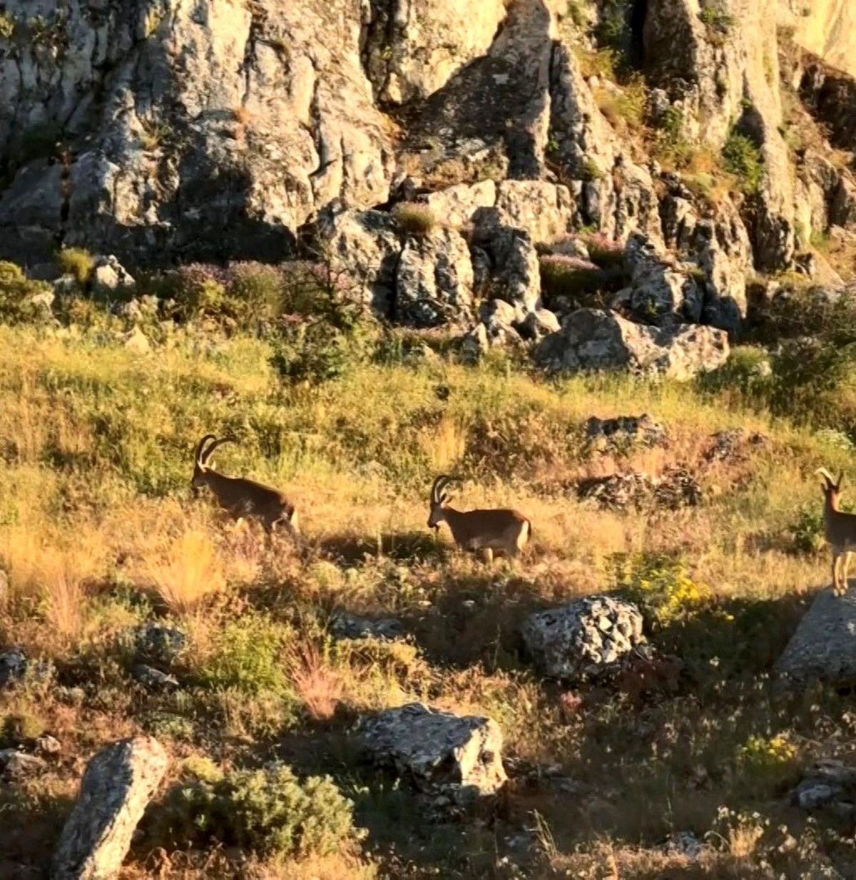 Tarihi Harput'ta dağ keçileri görüldü