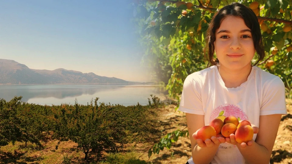 Üç köyden 20 bin ton ürün bekleniyor: Bu sene kayısı üreticinin yüzünü güldürdü
