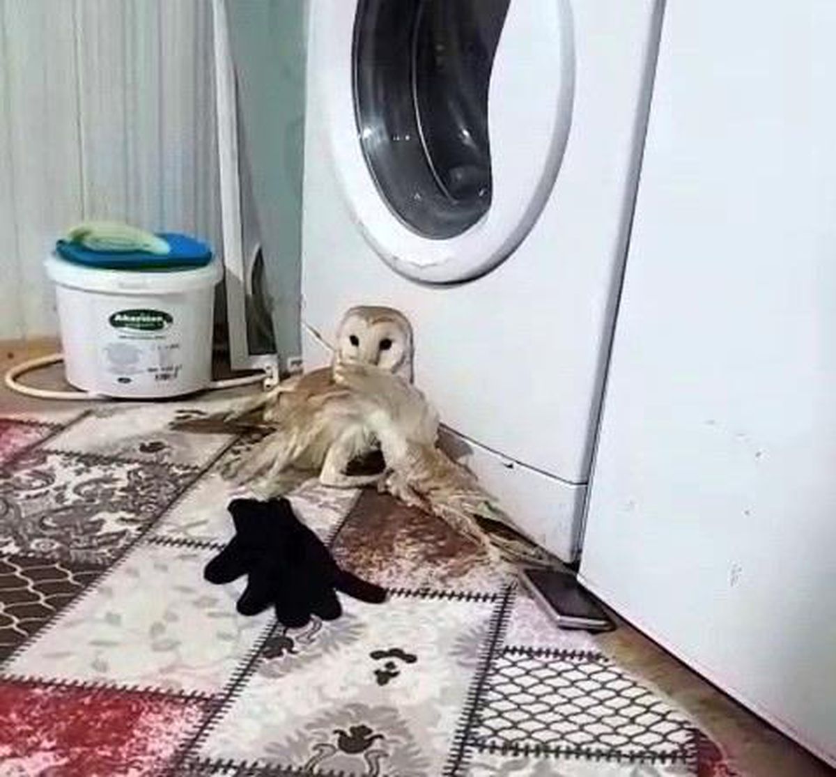 Yaralı baykuş tedavi altına alındı