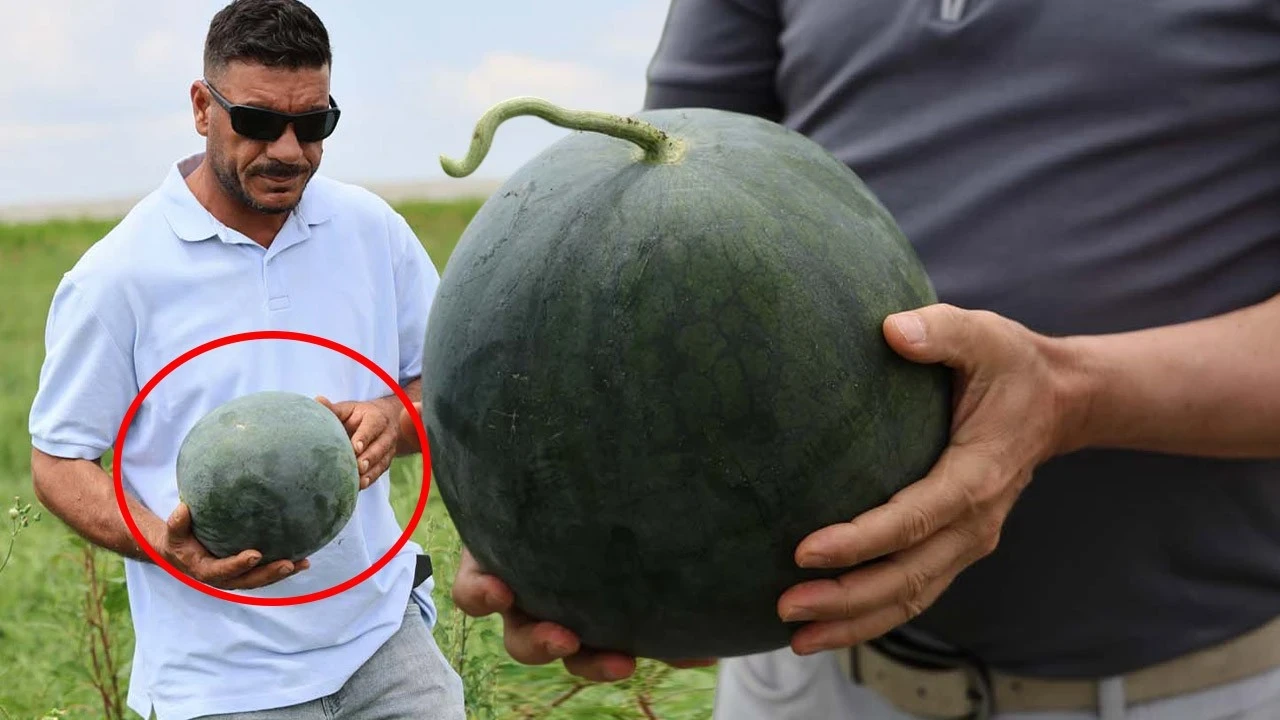 Adana'da 3 yıl araştırıp sonra üretti! Dışarıdan gören karpuz sanıyor ama bir de içine bakın