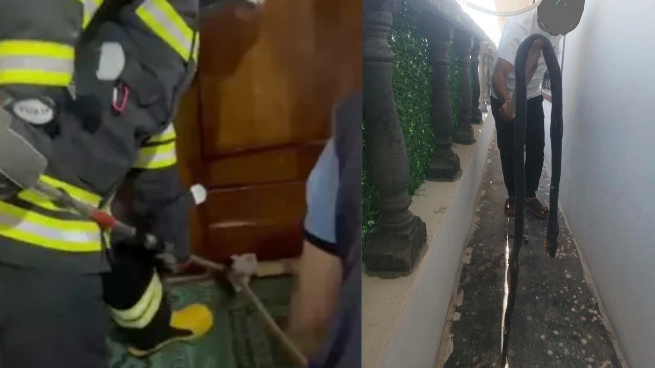 Sıcaklar yılanları uyandırdı: Şanlıurfa ve Gaziantep'te evlere giren yılanlar panik yarattı!