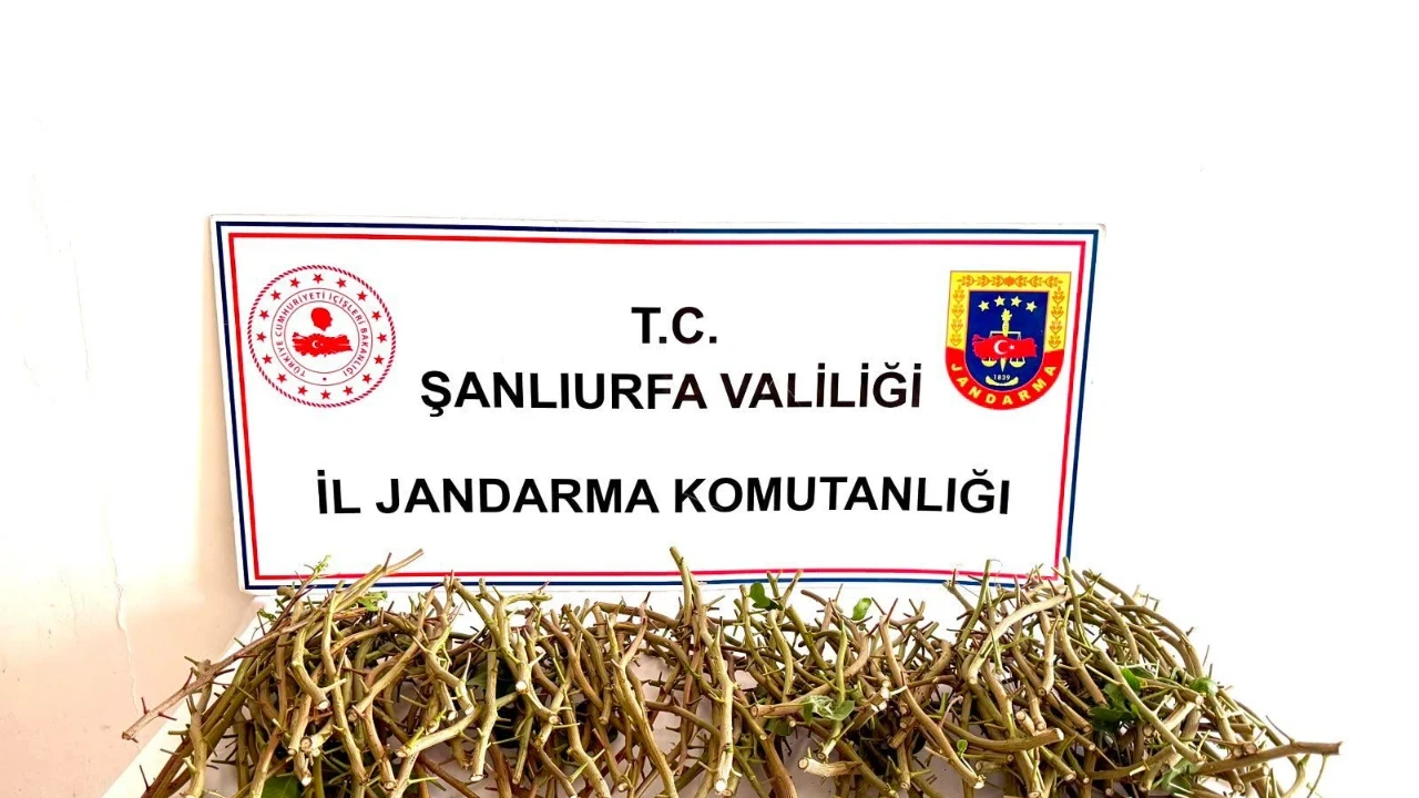 Fıstık aşısı hırsızlığı: 3 şüpheli suçüstü yakalandı