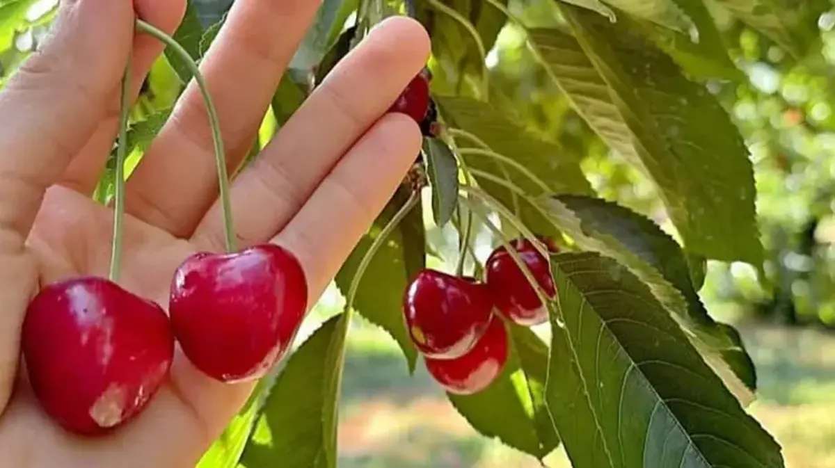 Andırın'da dünyaca ünlü Çığşar kirazında hasat başladı