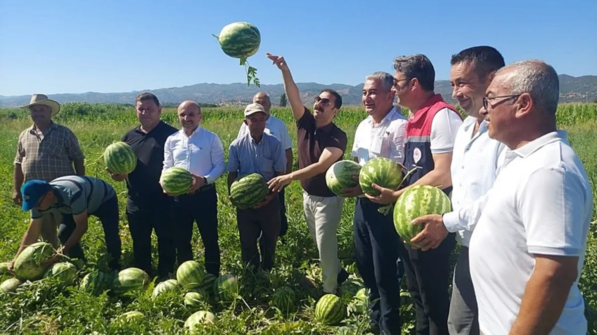 Aydın'da bu karpuzu yiyen bir daha vazgeçemiyor! Törenle hasadına başlandı…