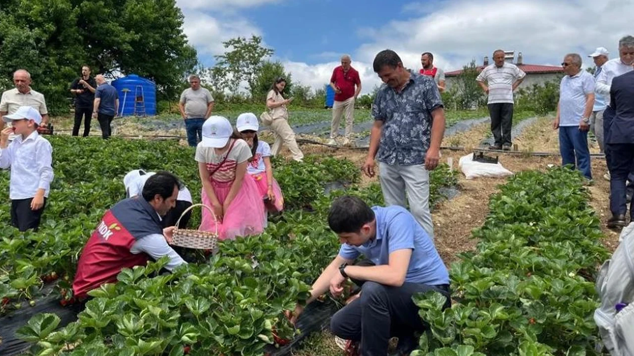 Samsun'da çilek hasadı başladı: Dürtmen Yaylası'nda sezonun ilk ürünleri toplandı