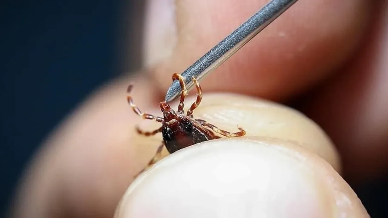 Kene tehlikesi büyüyor! 3 çocuk babasıydı: Tüm müdahalelere rağmen kurtarılamadı