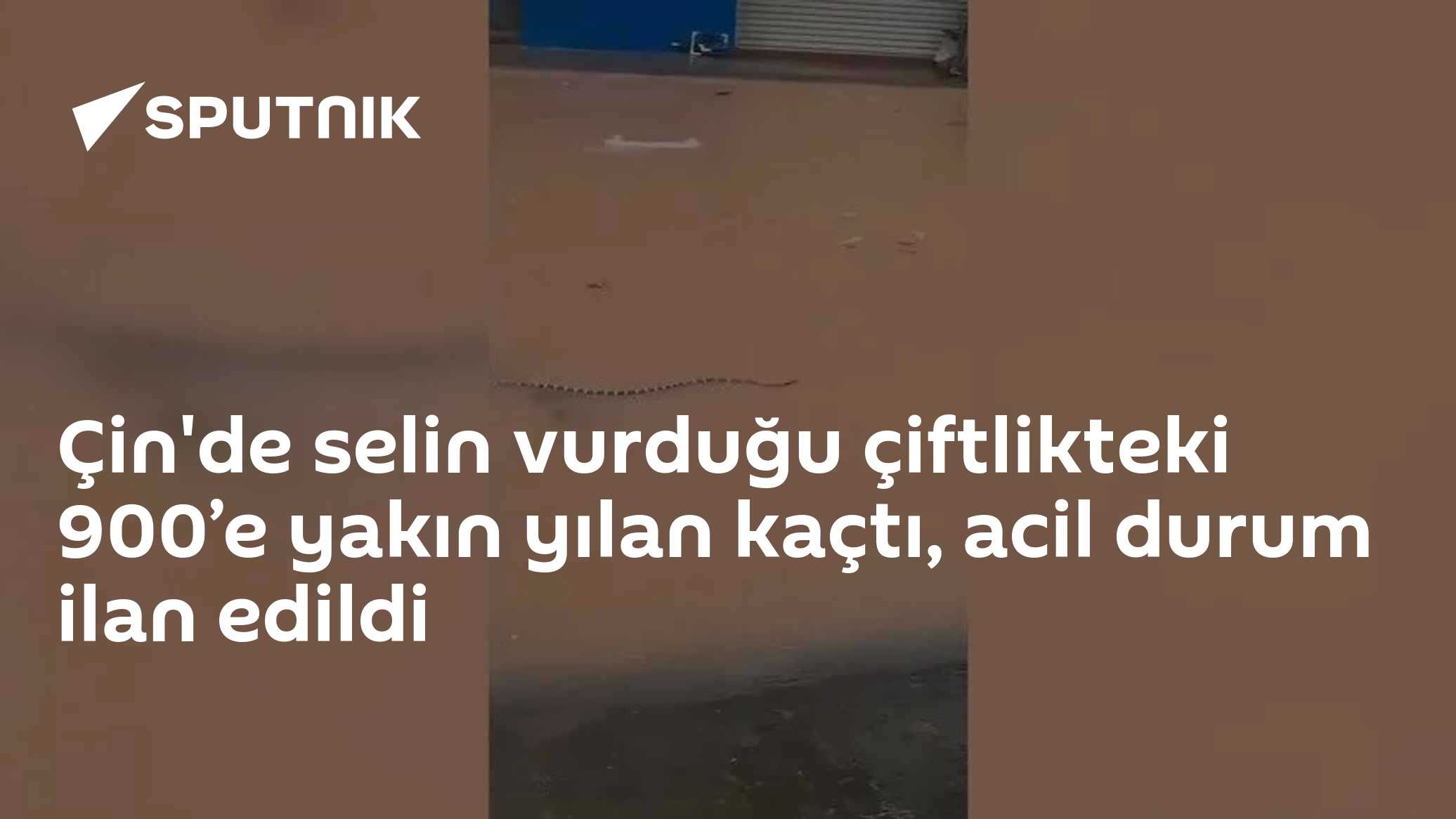 Çin'de selin vurduğu çiftlikteki 900’e yakın yılan kaçtı, acil durum ilan edildi