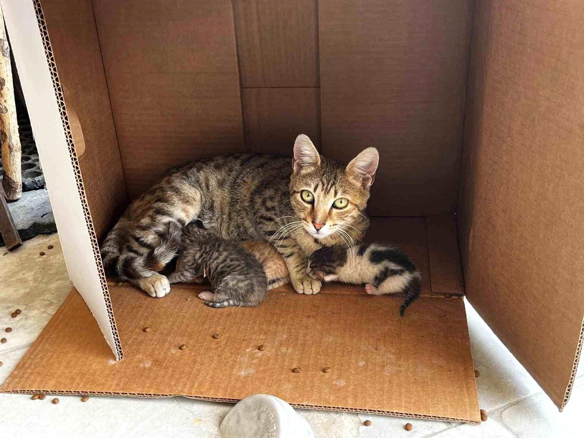 İşyerinde doğan kedi yavrularına esnaf sahip çıktı