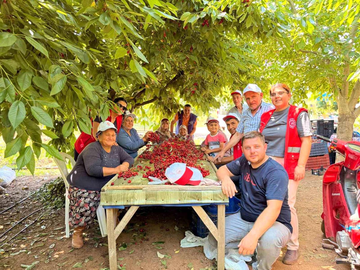 Bayındırlı gençler kiraz hasadına katıldı, üreticilere destek verdi