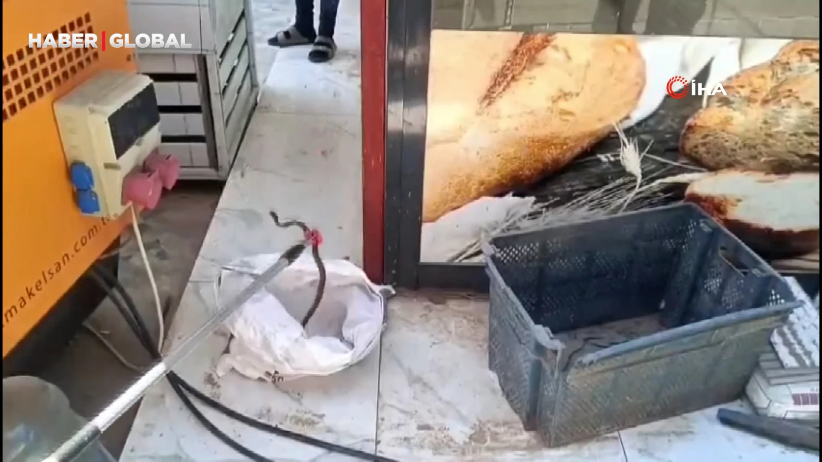 Gaziantep'te yerleşim yerinde yılan paniği
